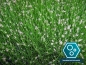 Preview: Sauerstoffpflanzen| Teichpflanzen | Mini-Teich | Gärtner-Qualität |winterhart